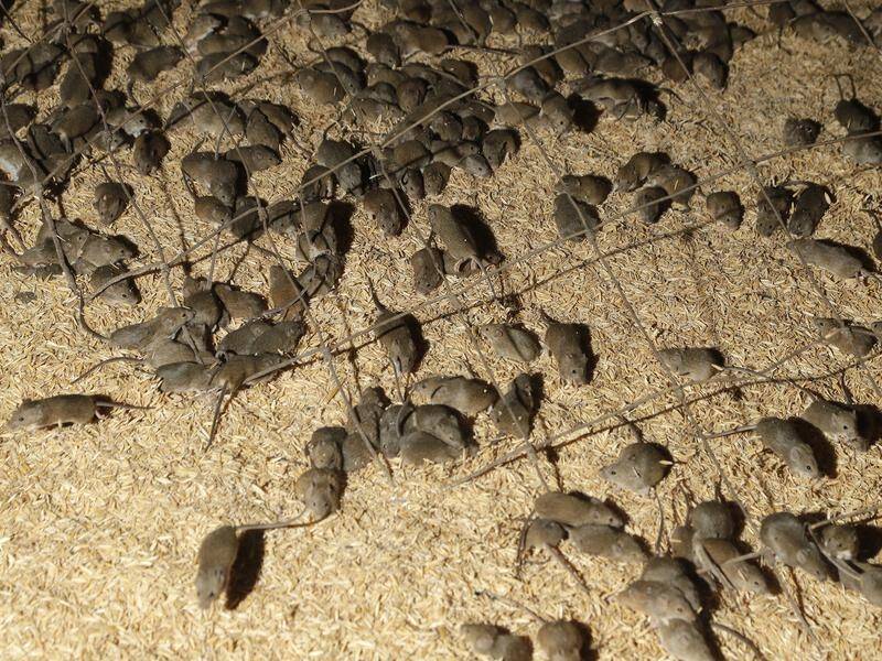 A mouse plague wreaking havoc across regional NSW has eaten a hole in the state's budget.