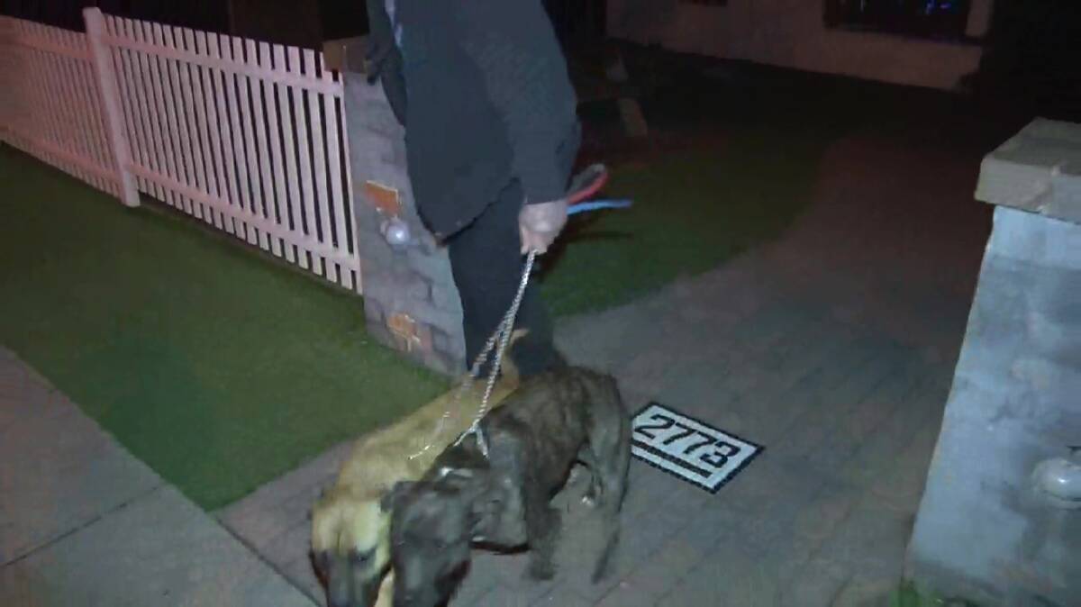 Two dogs are led away from Cafe 2773 after mauling farmyard animals to death last week. Photo: Top Notch Video. 