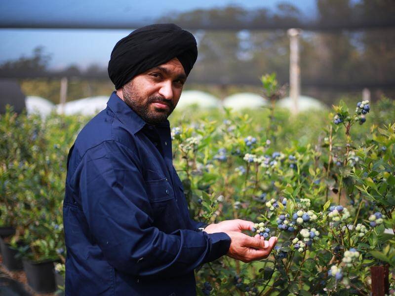 Farmer Aman Lehl hopes more forecast rain doesn't mean another wash-out blueberry season. (FRANK REDWARD)