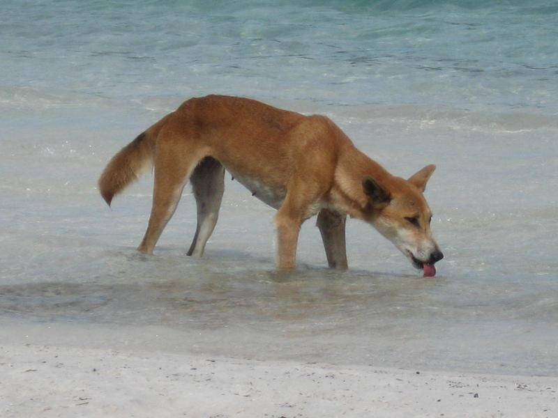 A dingo attack on a toddler on Fraser Island has prompted an urgent dingo management review.