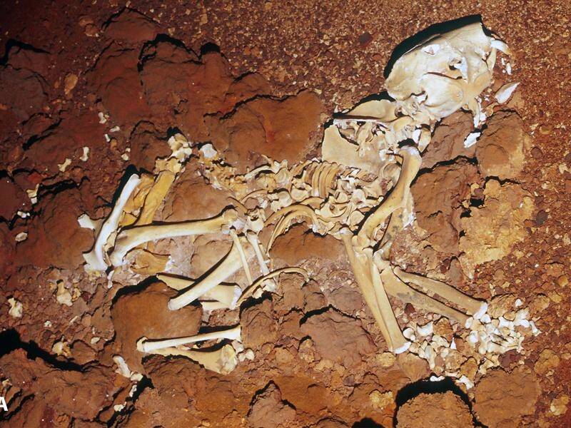 A marsupial that roamed Australia until about 40,000 years ago was similar to the Tasmanian devil.