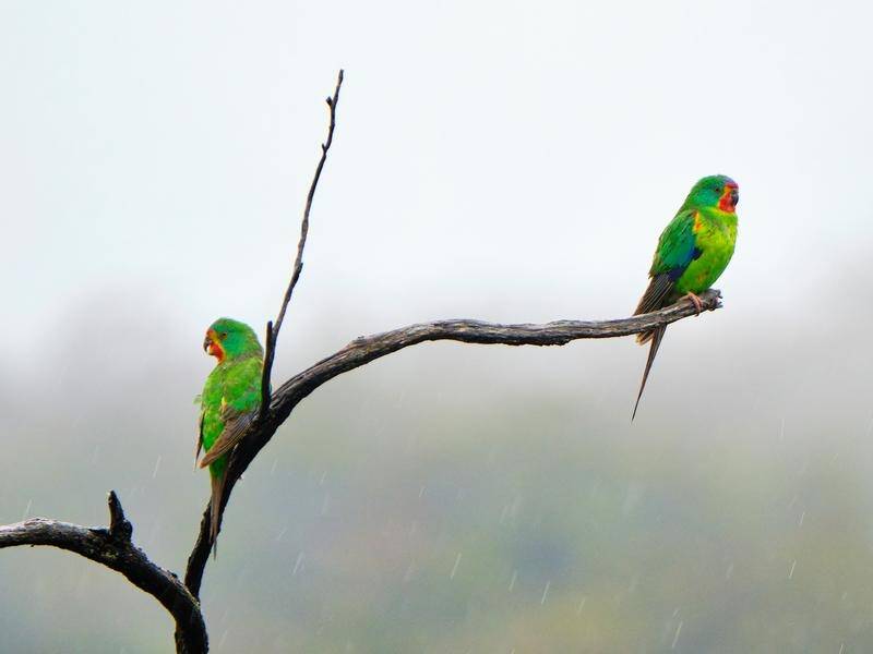 The swift parrot is among the 53 species included on the album of birds on the brink of extinction.