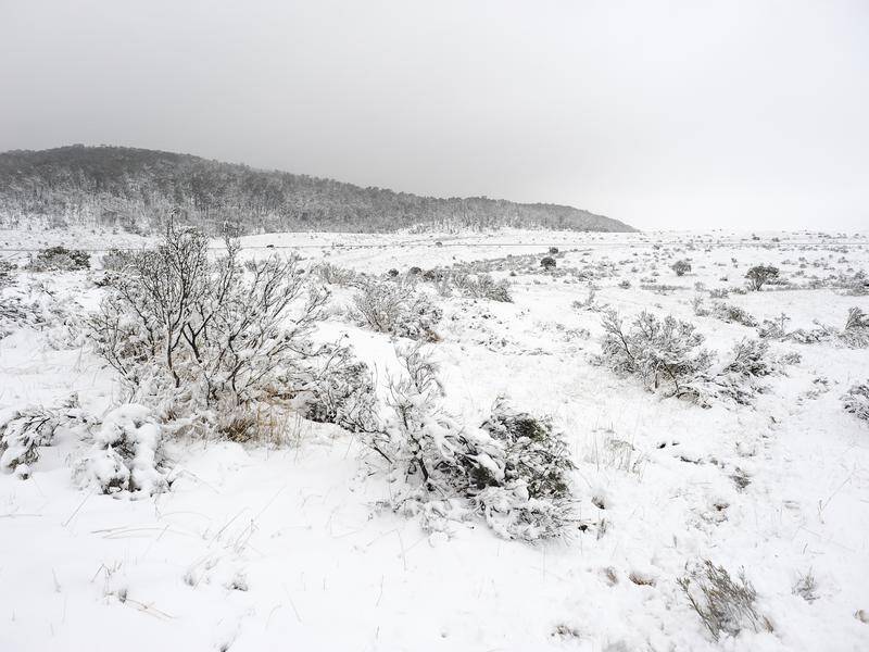 A body has been found three days after the search for a missing NSW cross-country skier began. (Perry Duffin/AAP PHOTOS)