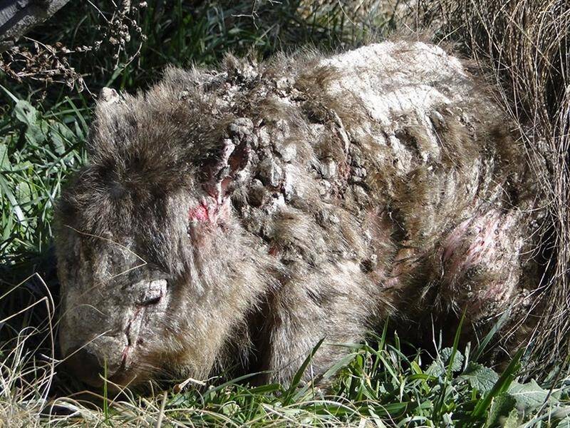 Scientists are studying wombat populations in NSW to find out what makes them susceptible to mange. (HANDOUT/YOLANDI VERMAAK)