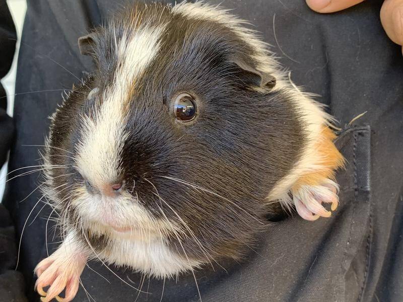 There has been an increase in people surrendering 'pocket pets' to animal rescue homes in Victoria.