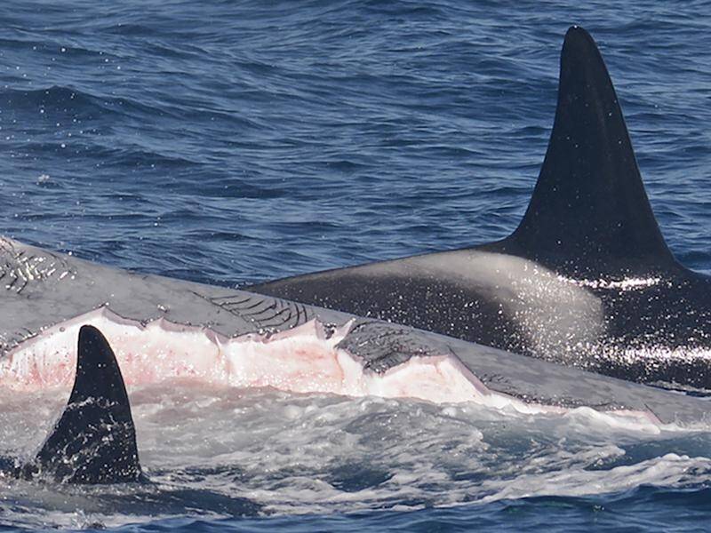 Orcas seen killing world's biggest animal | Blue Mountains Gazette |  Katoomba, NSW