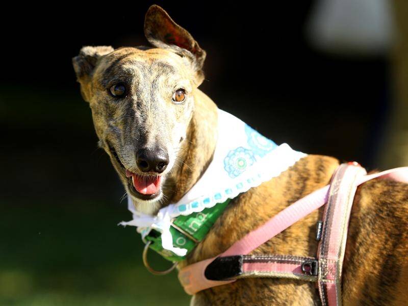 The Victorian government announced reforms allowing non-racing greyhounds to go out without muzzles.