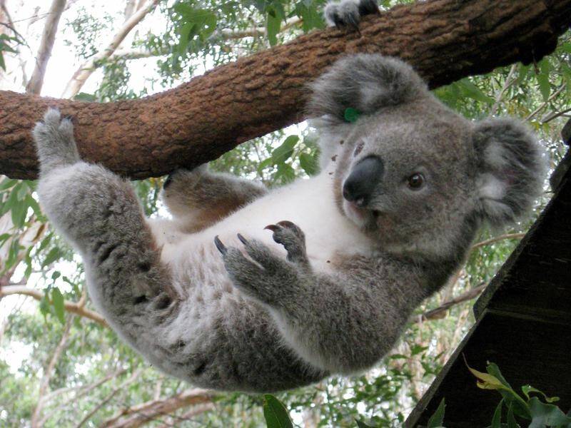 Inaction could lead to koalas becoming extinct in NSW because population numbers are falling.