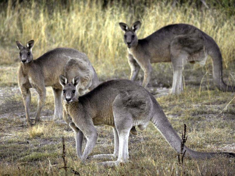 South Australian officials are to begin an annual survey to estimate kangaroo numbers.