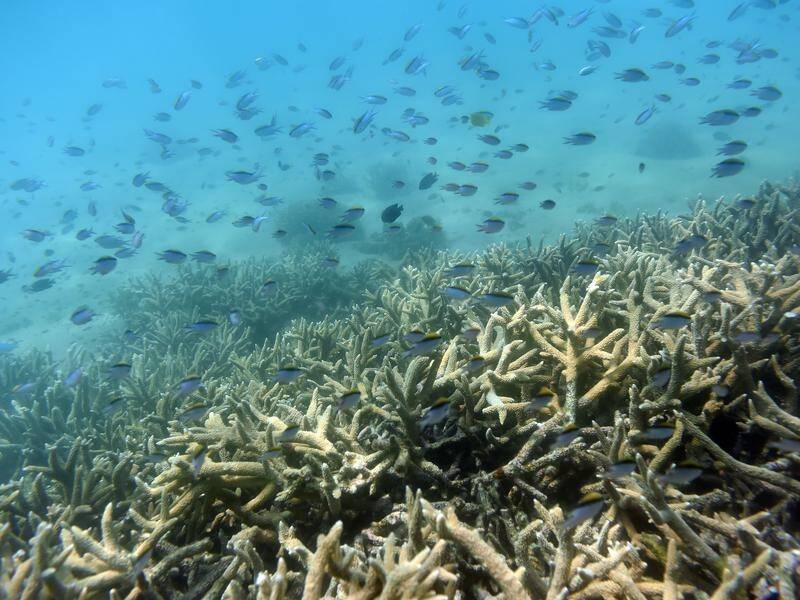 A University of Queensland study has found mass pesticides in waters entering the Barrier Reef.