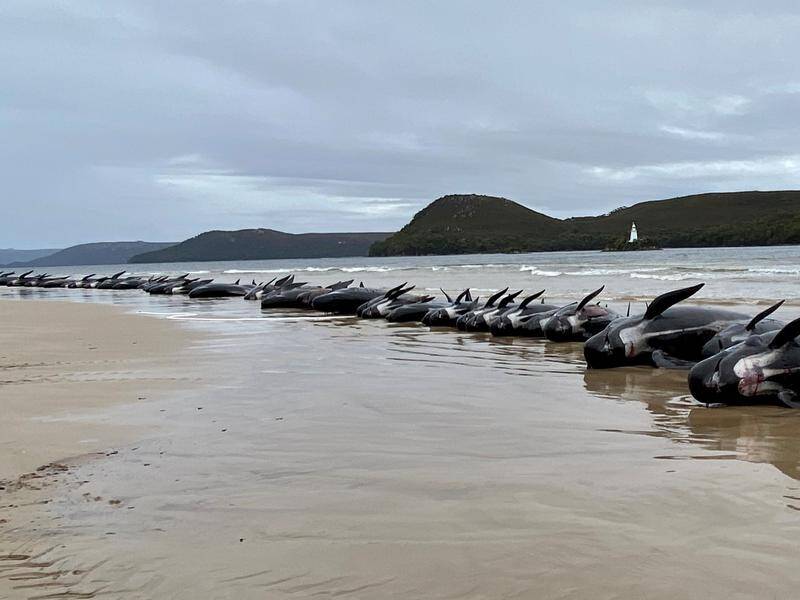 The rescue mission for about 200 whales stranded in Tasmania has now turned to the task of disposal. (PR HANDOUT IMAGE PHOTO)