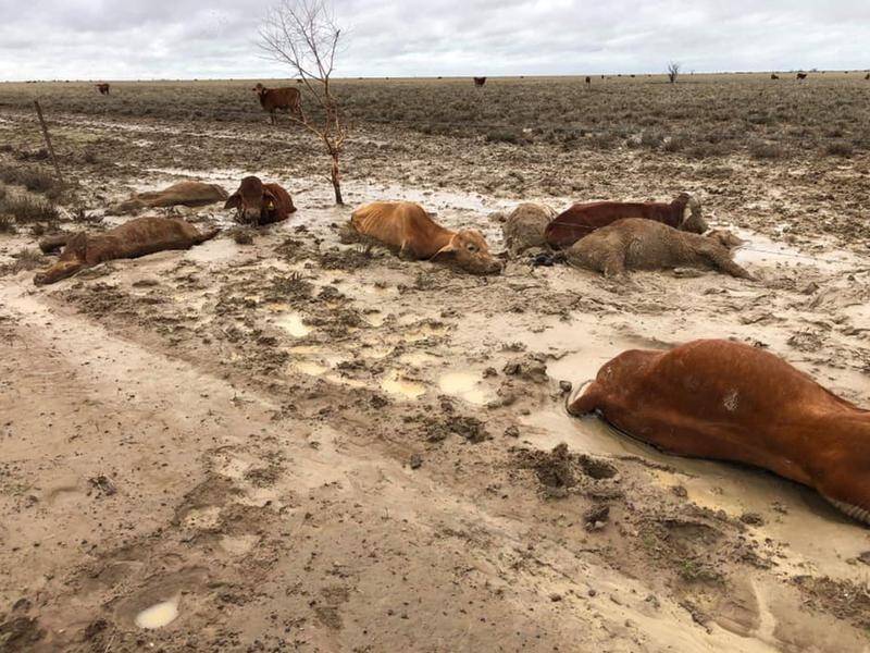Mayors in western Queensland will reveal plans to dispose of thousands of dead cattle.