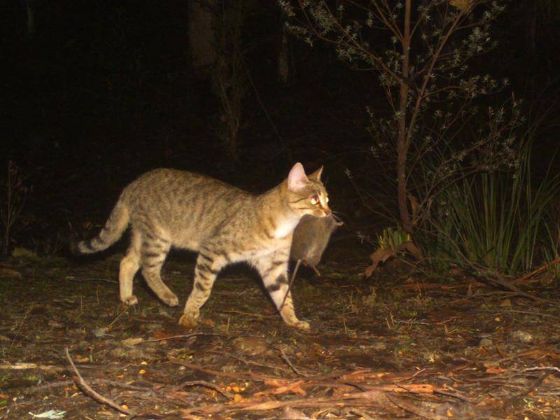 NSW farmers say the surging number of feral cats that prey on small native animals are a concern. (PR HANDOUT IMAGE PHOTO)