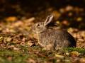 Rabbit numbers are once again on the rise and causing severe damage to farms. (Lukas Coch/AAP PHOTOS)