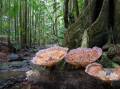 Laws setting up a national Environment Protection Agency have been decried by climate groups. (HANDOUT/PLANET FUNGI)