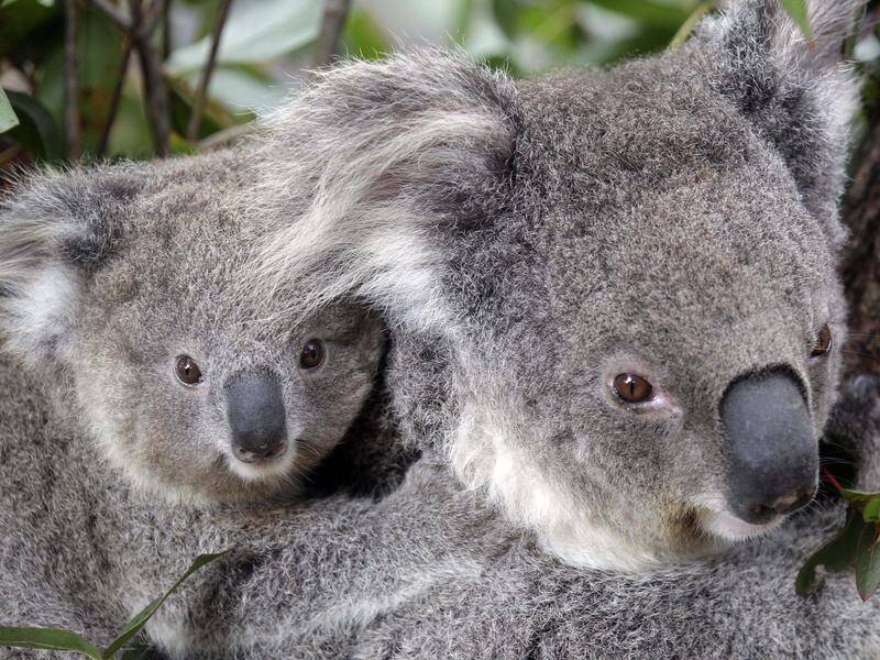 Some agricultural developers would be exempt from some koala protection laws in NSW under a new bill