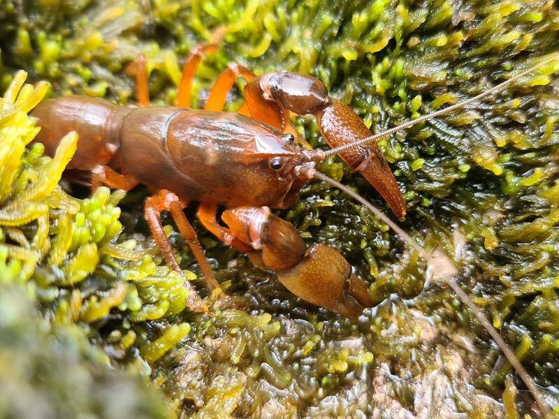 The short-tailed rain crayfish hadn't been sighted for decades. Copyright Niall Doran/Bookend Trust. 