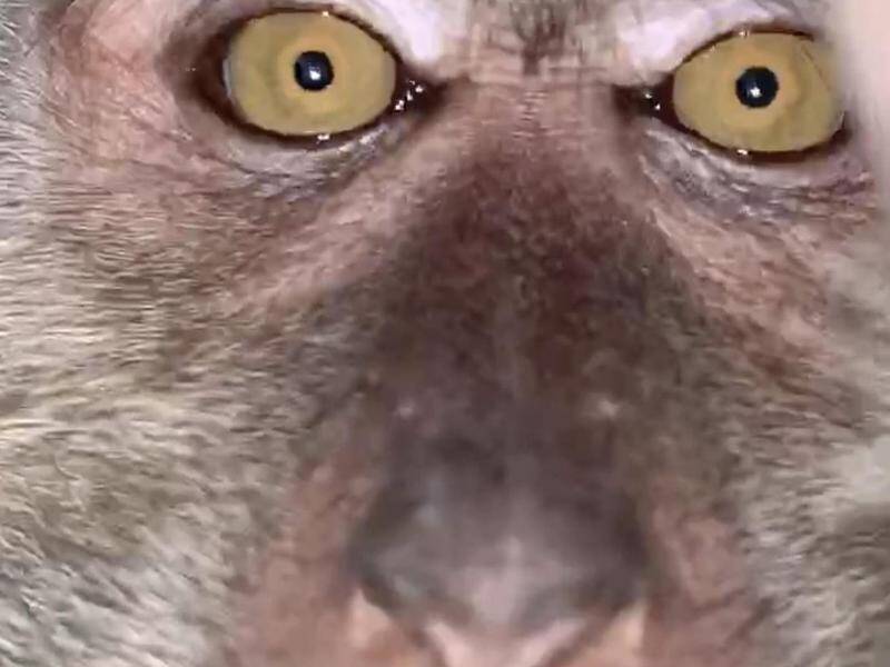 Student Zackrydz Rodzi says a monkey stole his phone and took a series of selfies.