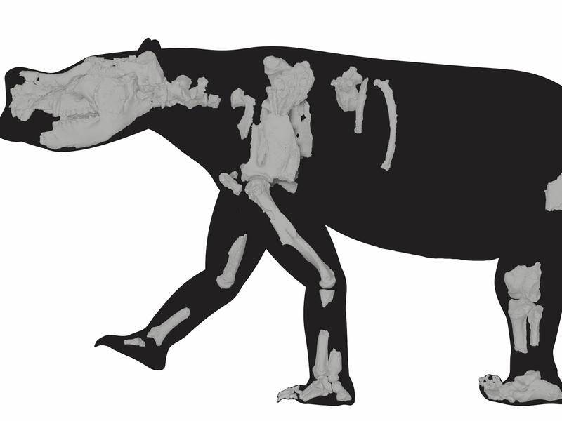The 3.5 million-year-old marsupial fossils show features that enabled it to travel great distances. (PR HANDOUT IMAGE PHOTO)