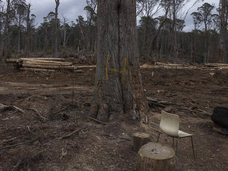 Two environmentalists plan to pursue a corruption complaint against the Forestry Corporation. (Andrew Kaineder/AAP PHOTOS)