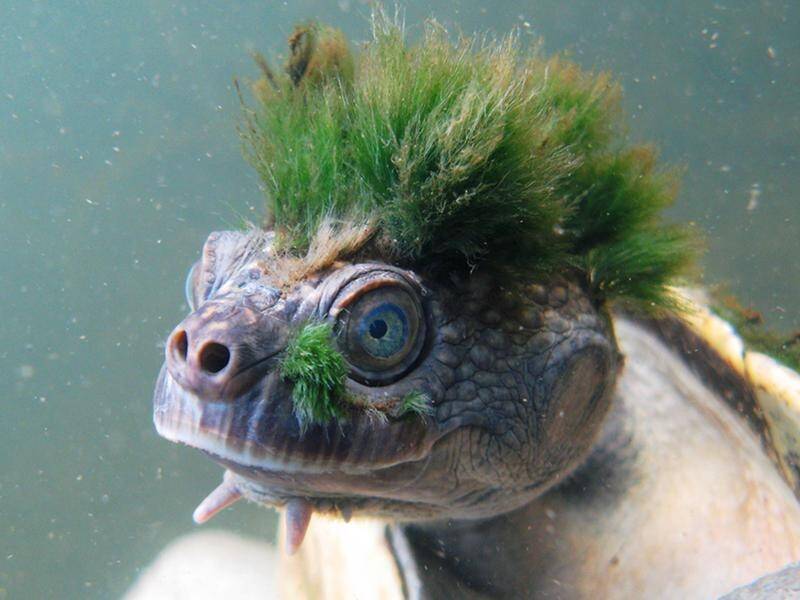 Queensland's unique-looking Mary River turtle could be an unlikely victim of recent floods.