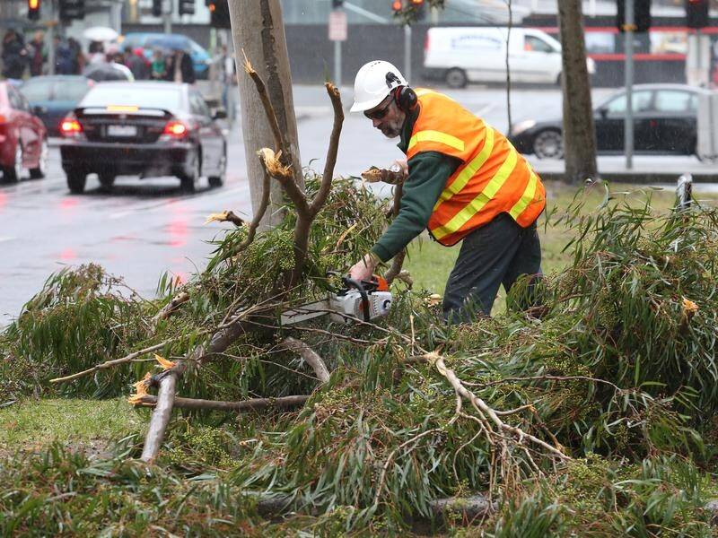 Wild winds in Victoria have resulted in hundreds of calls to the SES, mainly for fallen trees.
