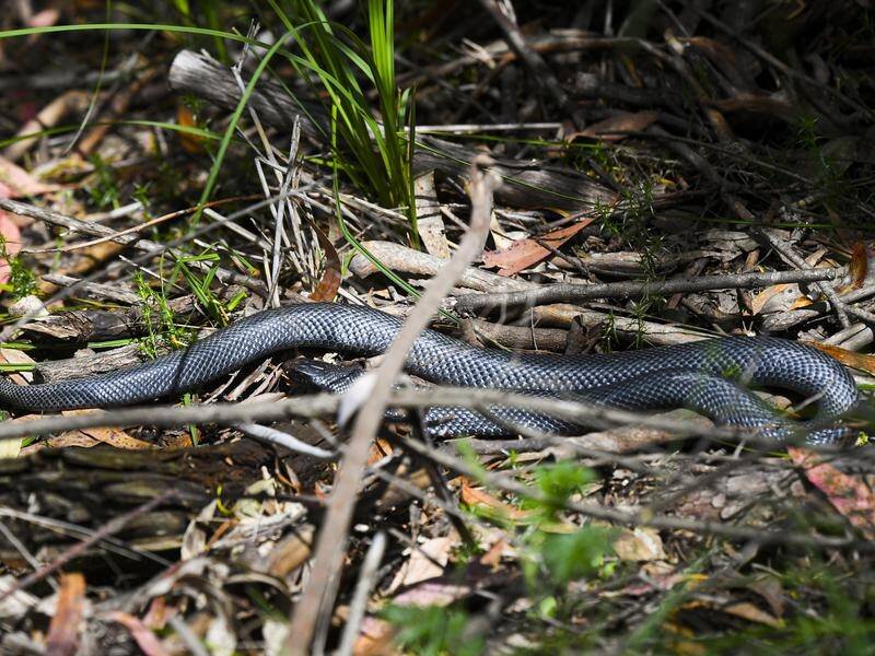 Snake season slithers around again | Blue Mountains Gazette | Katoomba, NSW