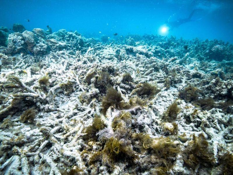 The bill to clean up the Great Barrier Reef by cutting down on fertiliser and sediment has passed.
