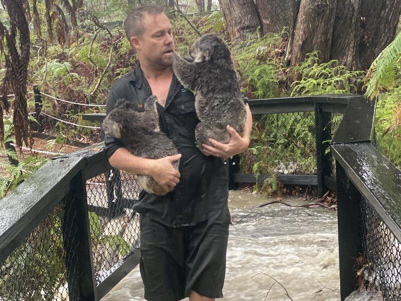 Australian Reptile Park director Tim Faulkner carries drenched koalas over a flooded bridge.