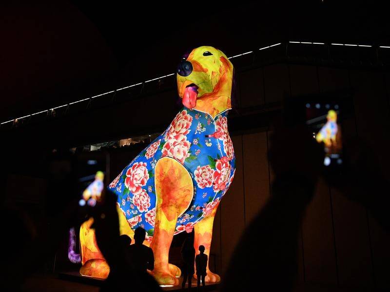 An eight-metre Lunar Lantern dog stands guard over Sydney's Chinese New Year celebrations.