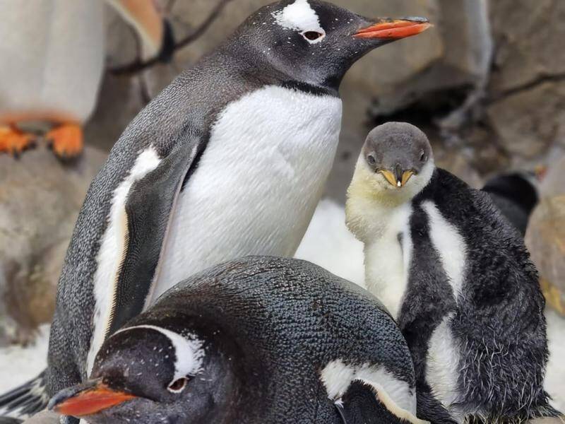 Melbourne Aquarium recently welcomed the newest member of its gentoo penguin colony, named Chips.