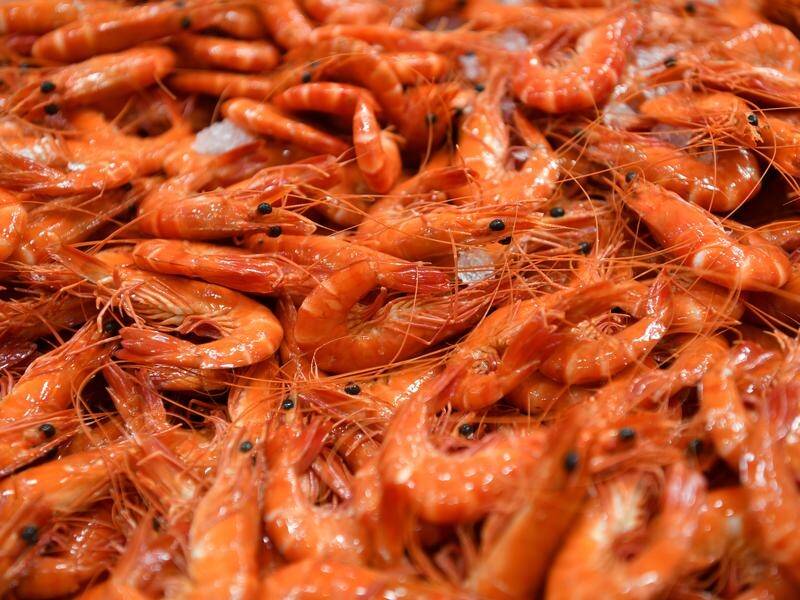 Some sperm in prawns can be frozen for up to 50 years, Professor Damien Paris says.