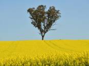 The changing climate is affecting crops, including the flowering time of different species. (Mick Tsikas/AAP PHOTOS)