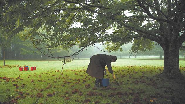 71-year-old Annie Clarke harvests an order of chestnuts at Nutwood Farm at Mount Irvine on March 27. Photo: Wolter Peeters.