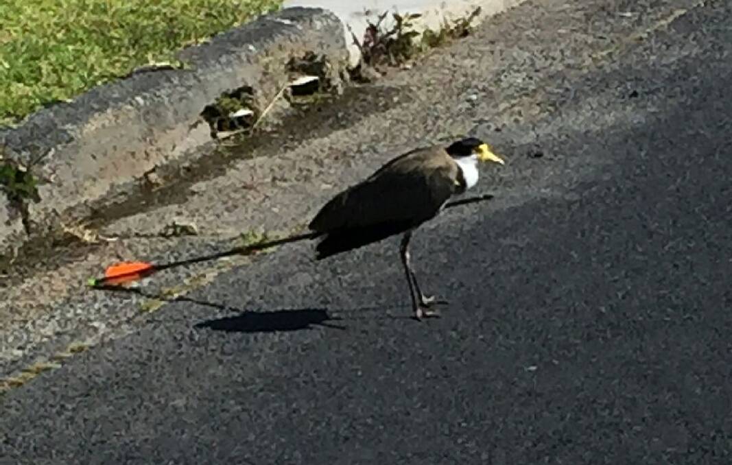 Plover found on street with arrow through it and unable to fly. Picture: WIRES