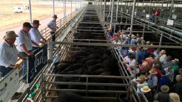 More than 2900 head were yarded at the Northern Victoria Livestock Exchange on Thursday. File photo. 