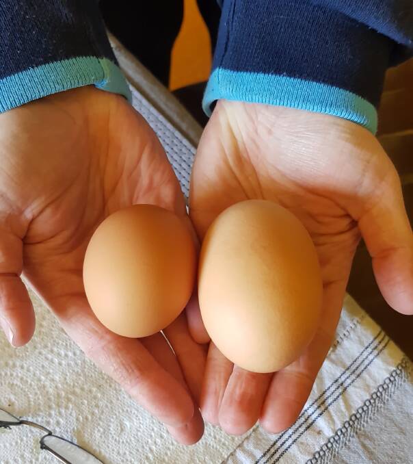 BIG STUFF: Bathurst region farmer Justin Dolbel holding the large chicken egg (on right) and a regular size egg. 082418egg4