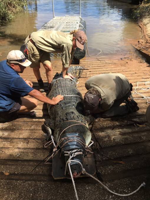 OUT YOU COME: Rangers sedated the big saltwatrer crocodile with a dart gun before manouvering it from the trap. Picture: supplied.