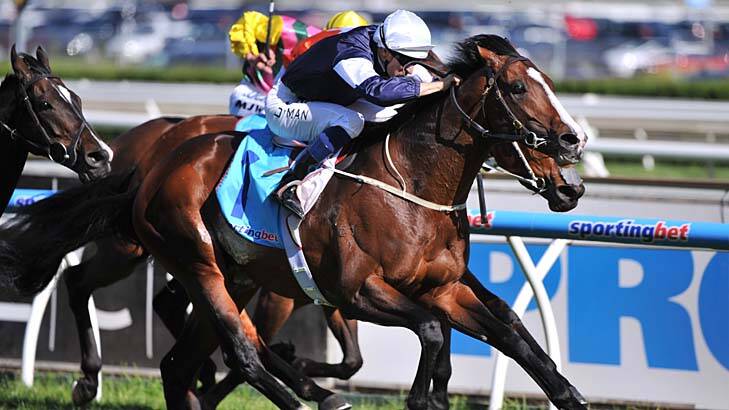 The one to beat: Macquarie analysts say Sea Moon will salute today. Photo: Wayne Taylor