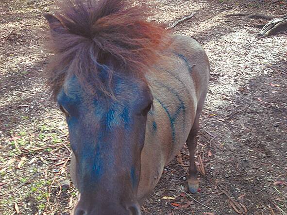 Misty, was one of two Katoomba showhorses tagged and covered in blue paint last month.
