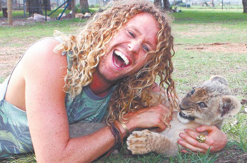 Big Brother winner Tim Dormer wrestles with a lion club at animal welfare charity LOTL Rescue in Wallacia last Thursday. Photo: Gary Warrick