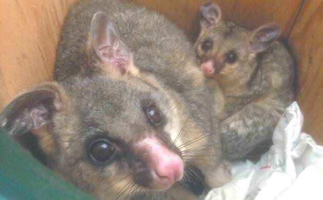 Rescued possums from the Blue Mountains bushfires. Photo: Justin McKee.